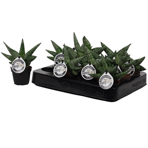 Sansevieria Boncellensis 6 cm