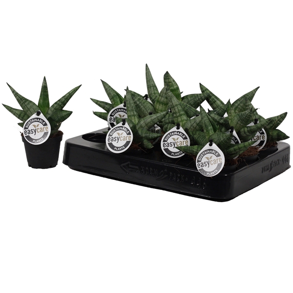 <h4>Sansevieria Boncellensis 6 cm</h4>