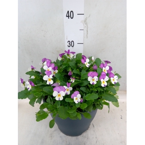 Viola corn. 'Evo Mini Pink Wing'