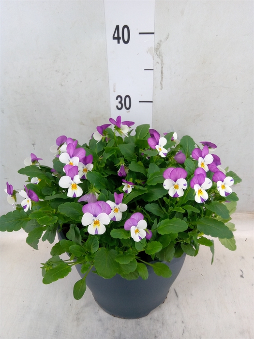 <h4>Viola corn. 'Evo Mini Pink Wing'</h4>
