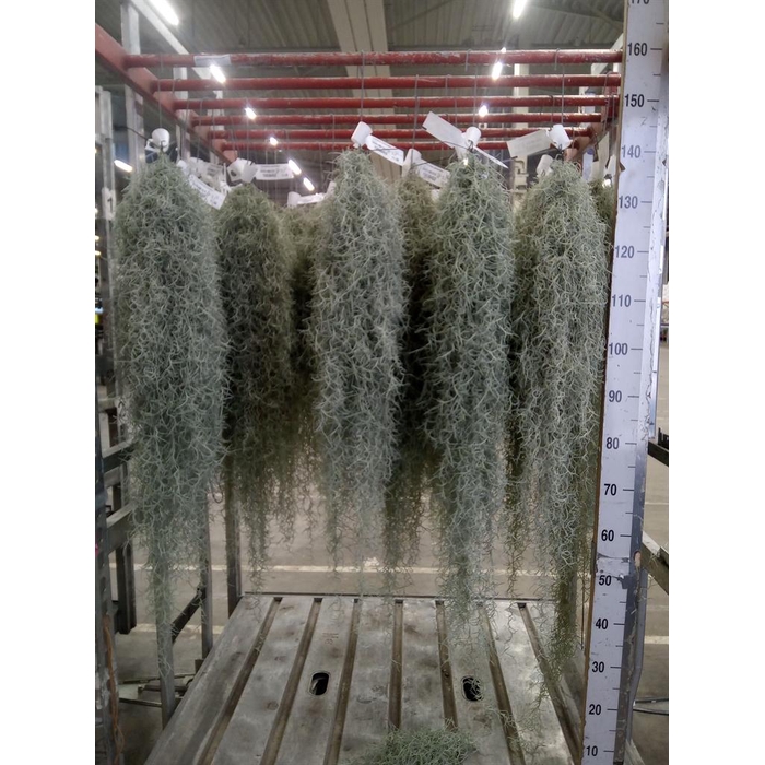 <h4>Tillandsia usneoides</h4>