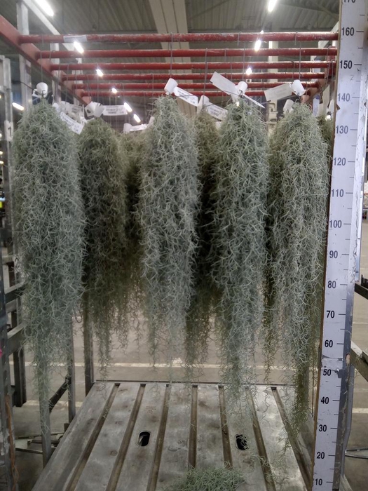 <h4>Tillandsia usneoides</h4>