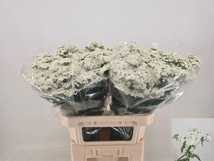 <h4>Achil M White Beauty</h4>