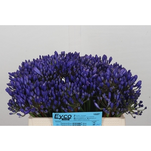 Agapanthus EYFORI Blue