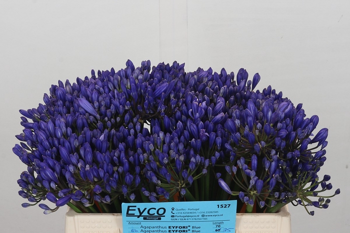 <h4>Agapanthus EYFORI Blue</h4>