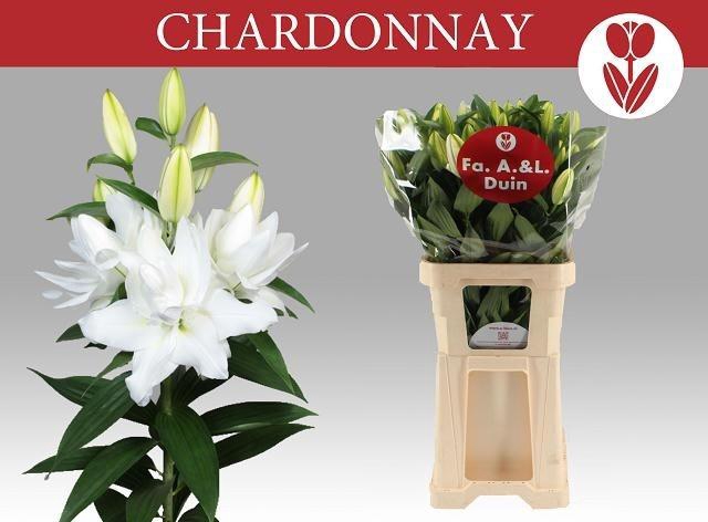 Li Or Du Chardonnay 5+