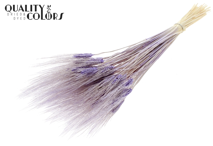 Triticum Beard per bunch Bleached Milka