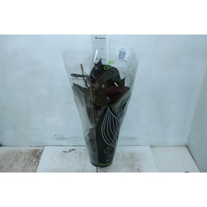 ANTHURIUM GIANT CHOCOLATE P17