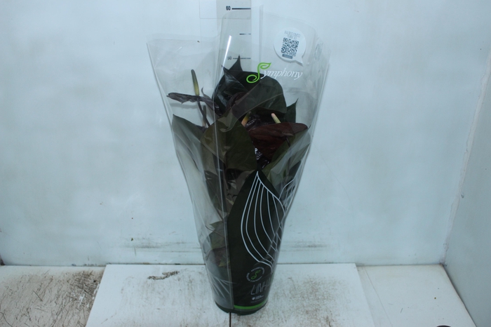 <h4>ANTHURIUM GIANT CHOCOLATE P17</h4>