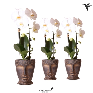 Kolibri Orchids Phalaenopsis Cascade Niagara Fall white 1 spike in Totem Mask pot