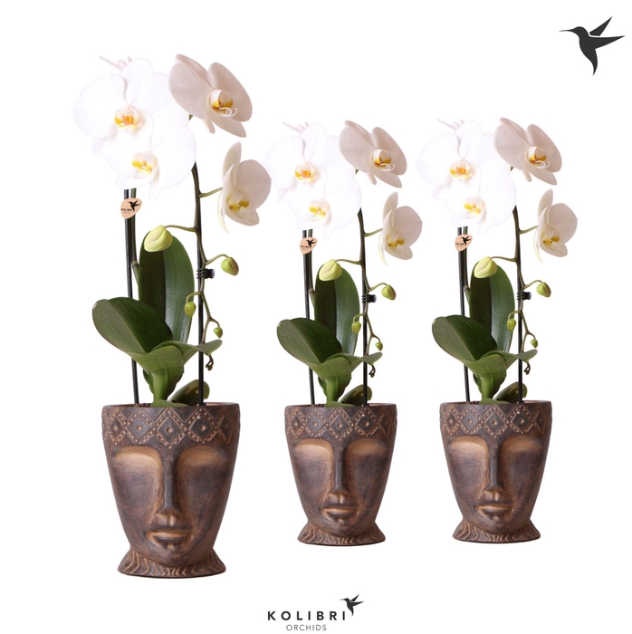 <h4>Kolibri Orchids Phalaenopsis Cascade Niagara Fall white 1 spike in Totem Mask pot</h4>