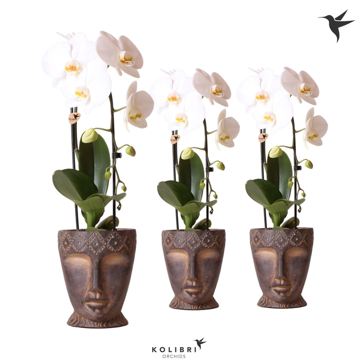 <h4>Kolibri Orchids Phalaenopsis Cascade Niagara Fall white 1 spike in Totem Mask pot</h4>