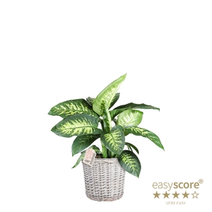 DIEFFENBACHIA MACULATA P24 TROP BASKET