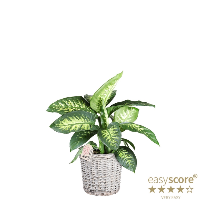 <h4>DIEFFENBACHIA MACULATA P24 TROP BASKET</h4>