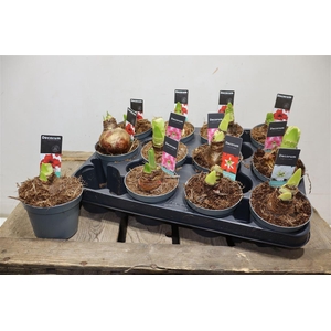 Hippeas 2 Steel Mix Decorum