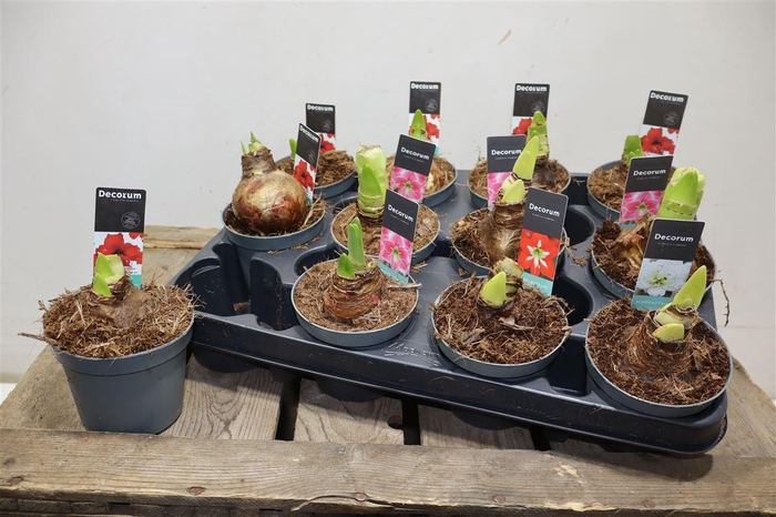 <h4>arr8 Hippeas 2 Steel Mix Decorum</h4>