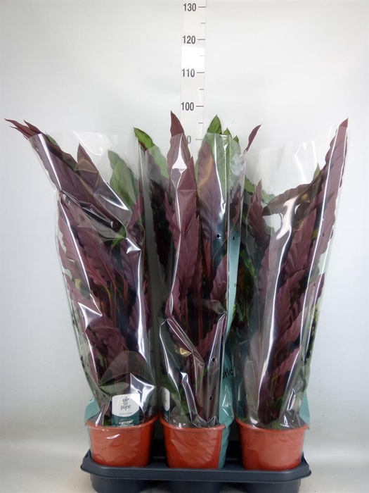 <h4>Calathea rufibarba</h4>
