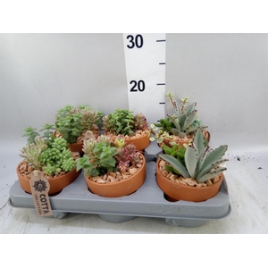 Arr.  Succulents L%