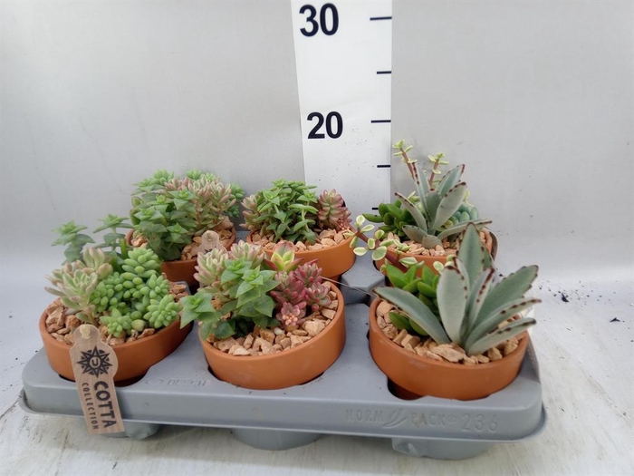 <h4>Arr.  Succulents L%</h4>