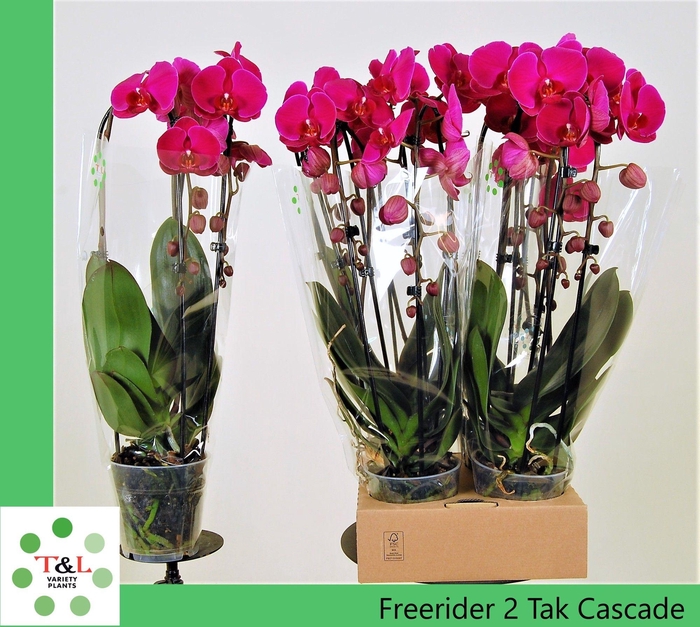 <h4>FreeRider 2 Tak Cascade</h4>