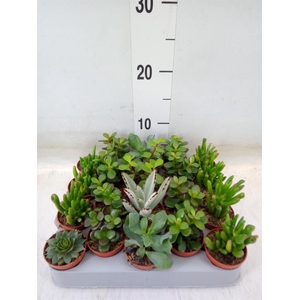 Crassula   ...mix