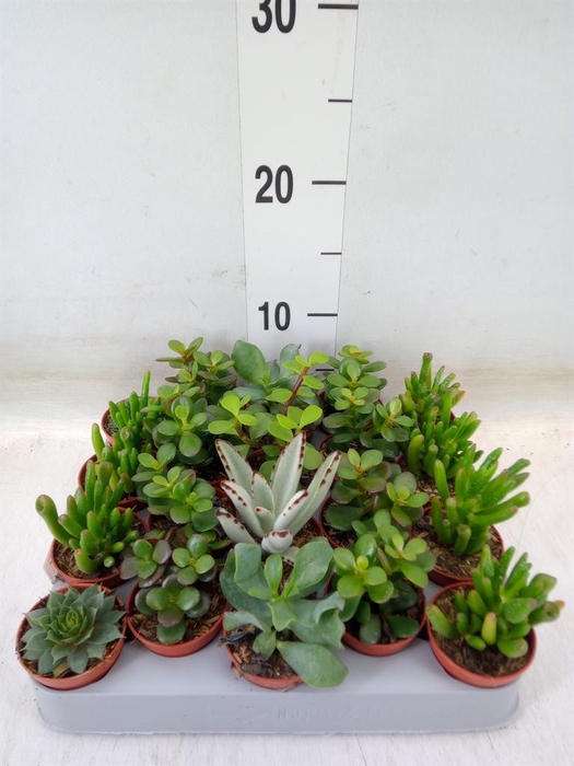 <h4>Crassula   ...mix</h4>