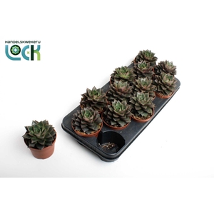 Echeveria Purpusorum