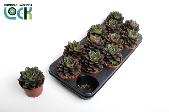<h4>Echeveria Purpusorum</h4>