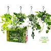 Epipremnum Hang hangpot