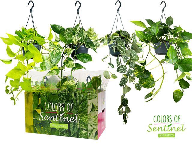 <h4>Epipremnum Hang hangpot</h4>