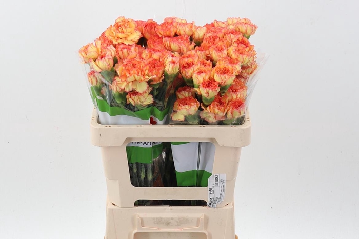 <h4>Di St Boiro 50cm</h4>