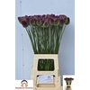 Allium Sphaerocephal (kogel)