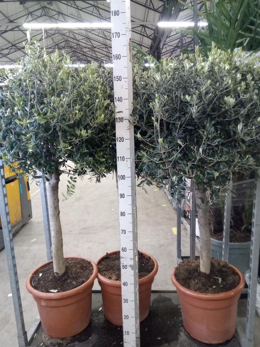 <h4>Olea europaea</h4>