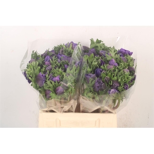 Anemone. Mistral Blue