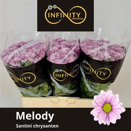 <h4>Chr S Melody</h4>