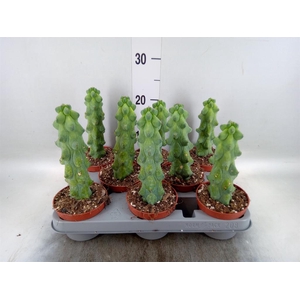 Cereus   ...
