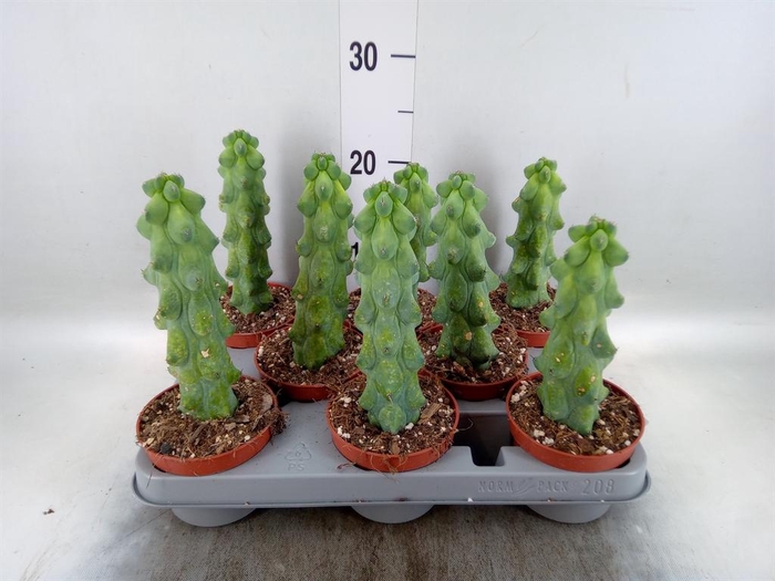 <h4>Cereus   ...</h4>