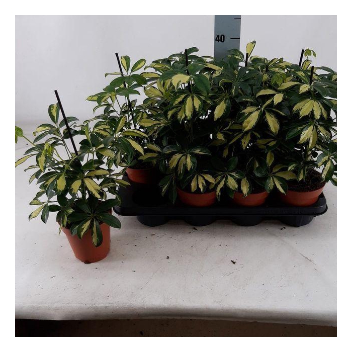 <h4>Schef Ar Gerda</h4>