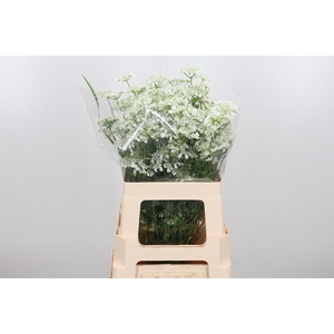 Orlaya Grandfl White