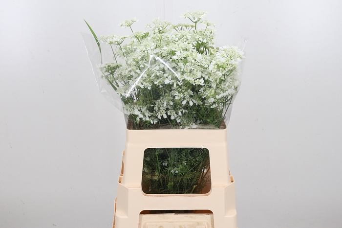 <h4>Orlaya Grandfl White</h4>