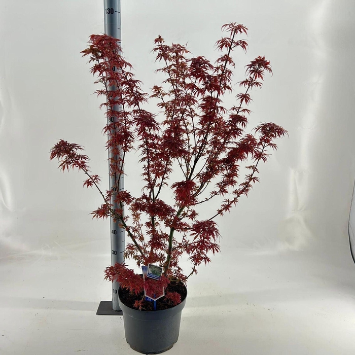 Acer palmatum Jerre Schwartz
