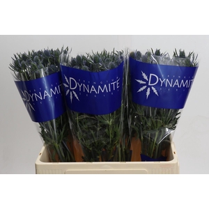 Eryngium Blue Dynamite