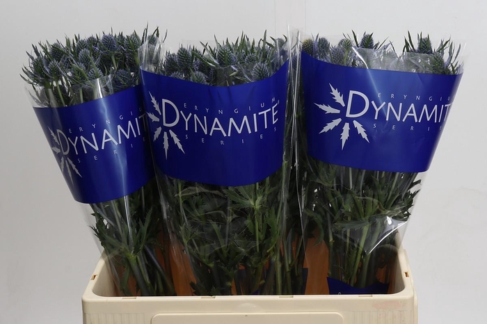 <h4>Eryngium Blue Dynamite</h4>