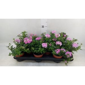 Verbena  'Venturi Pink'