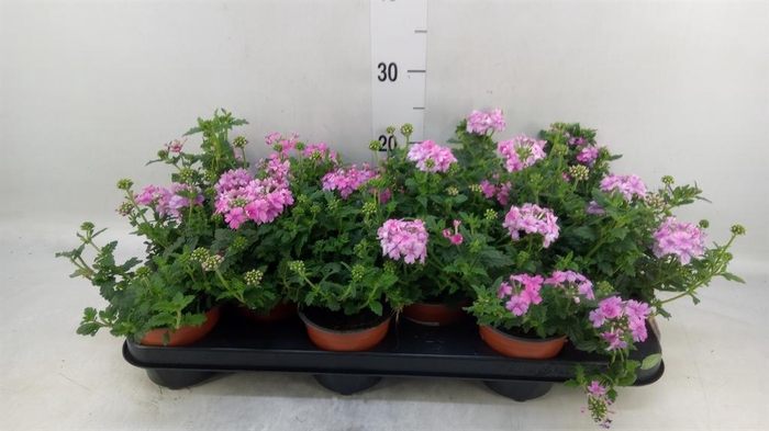 <h4>Verbena  'Venturi Pink'</h4>