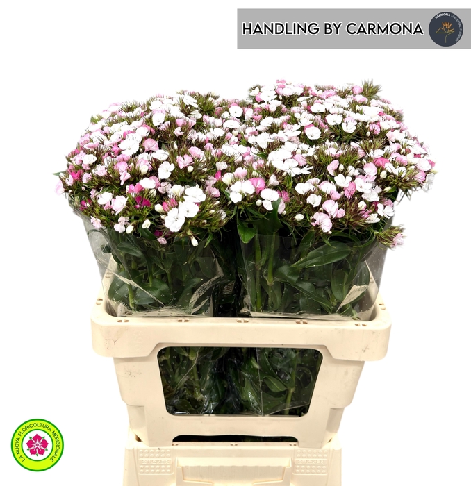 <h4>DI BARB AM ROSE</h4>