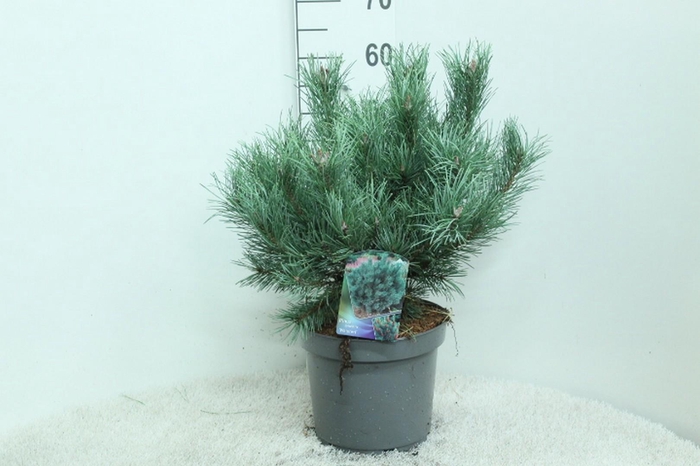 <h4>Pinus sylv. 'Watereri' P26 potgedrukt</h4>