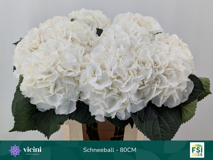 <h4>HYDR M SCHNEEBALL</h4>