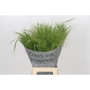 Panicum Fountain