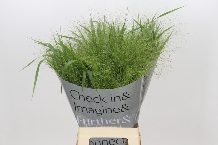 <h4>Panicum Fountain</h4>